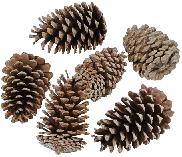 Pinecone Png Transparent Hd Photo Conifer Cone Pine Cone Png