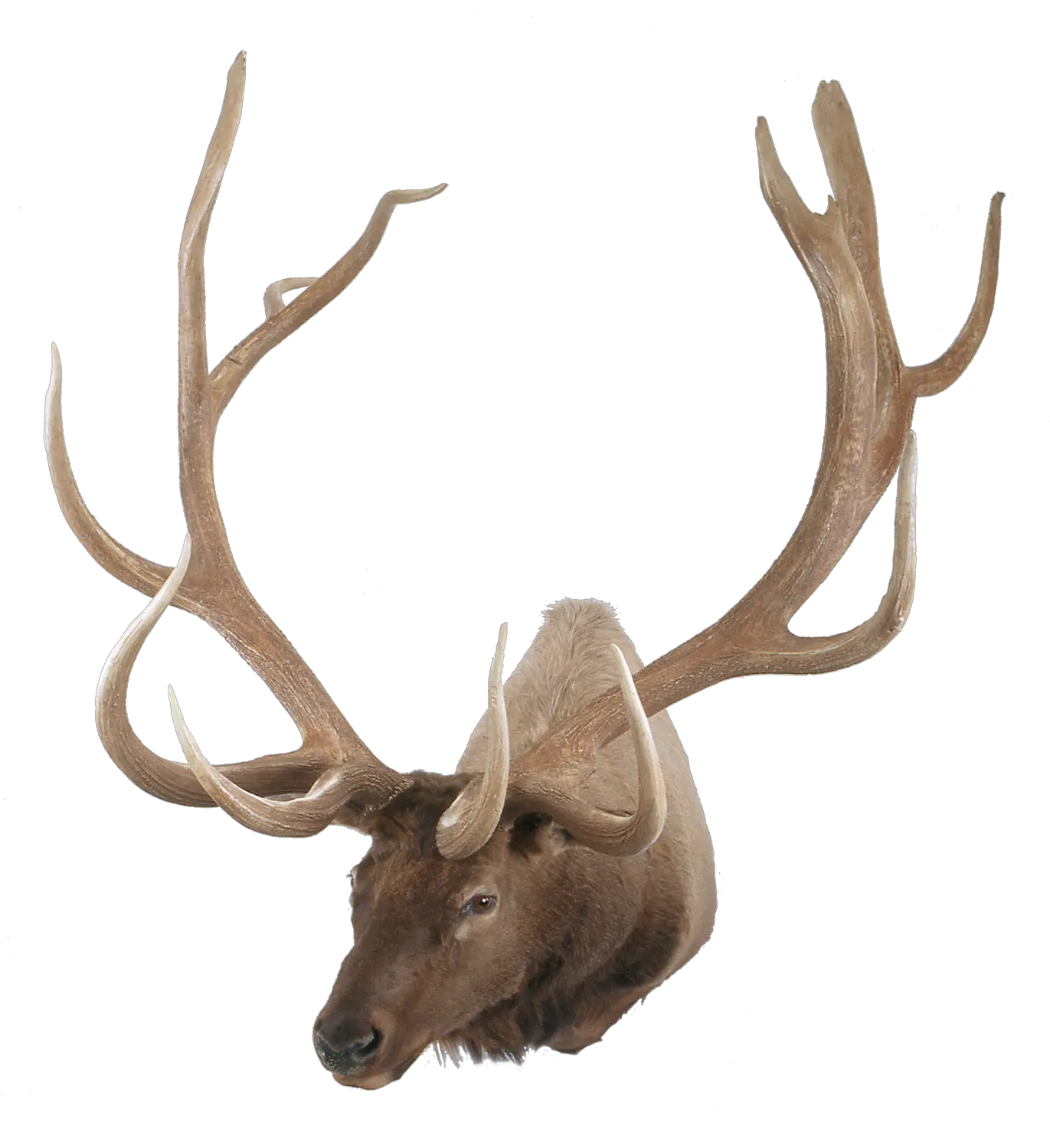 Typical American Elk Png Antler