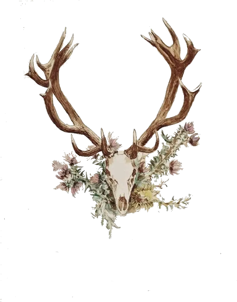 Download Deer Antler Png Deer Skull With Flowers Tattoo Antler Png