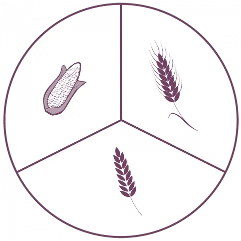 Comparative Analysis Of Fusariotoxins Occurrence In Wheat Circle Png Wheat Logo