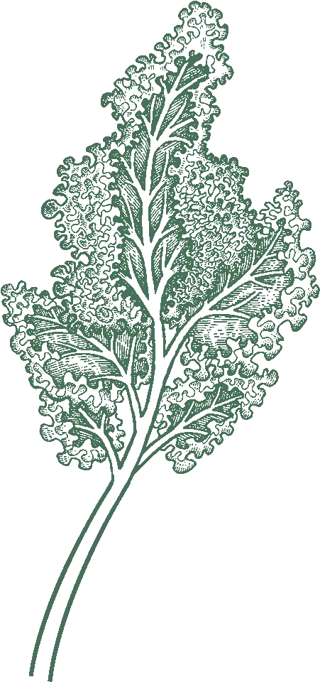 Kale Png Itu0027s Kale Season Illustration 1342321 Vippng Clip Art Kale Png