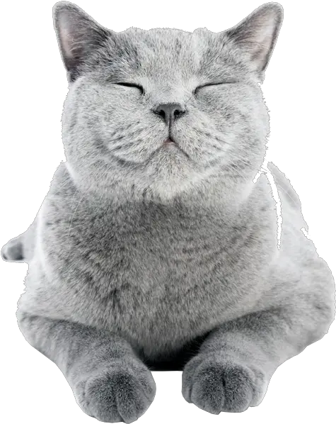 Download Cat Friendly Properties British Shorthair Cat Png Cat Png Transparent