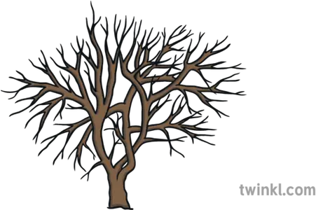 Winter Tree Illustration Twinkl Months Of The Year In Isixhosa Png Winter Tree Png