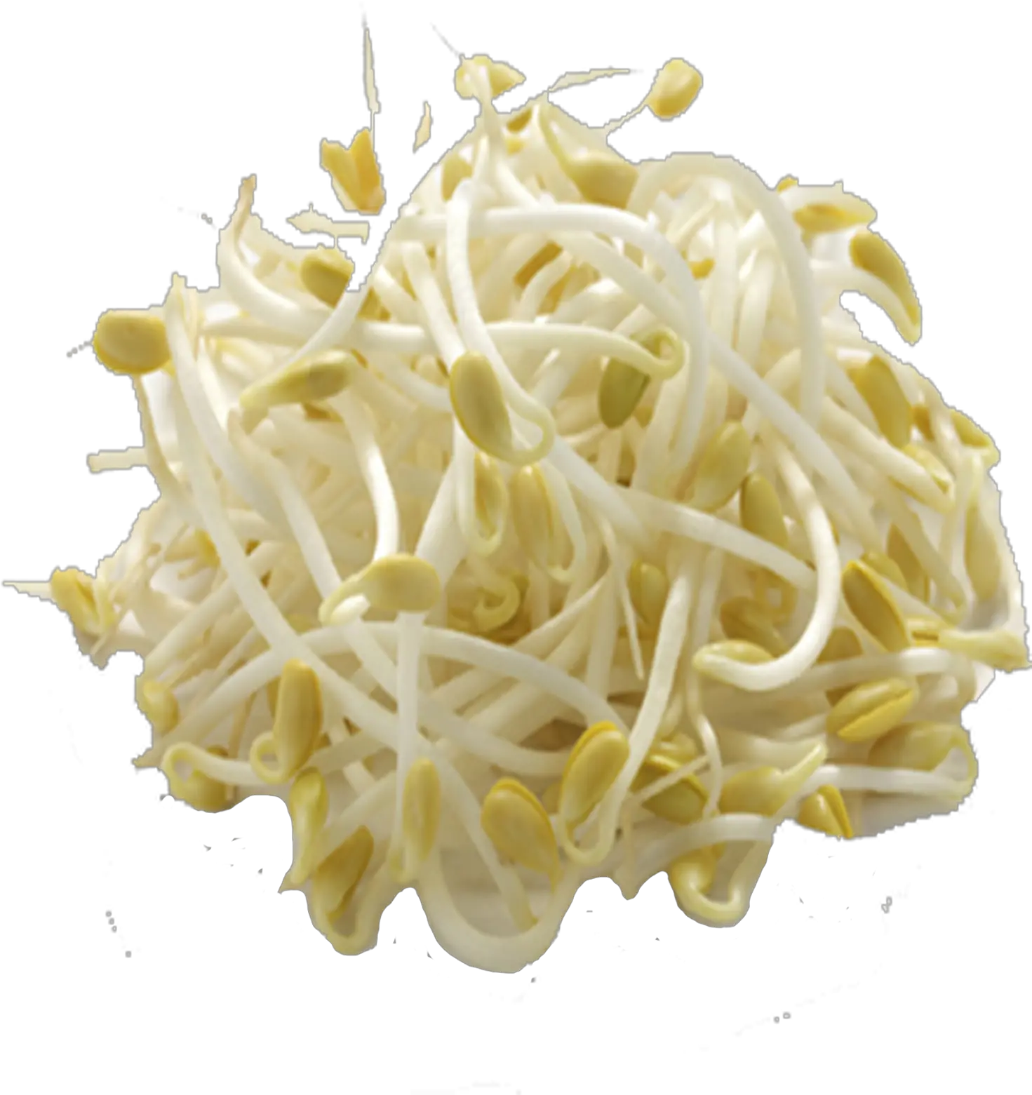 Bean Sprout Mung Bean Sprouts Png Sprout Png