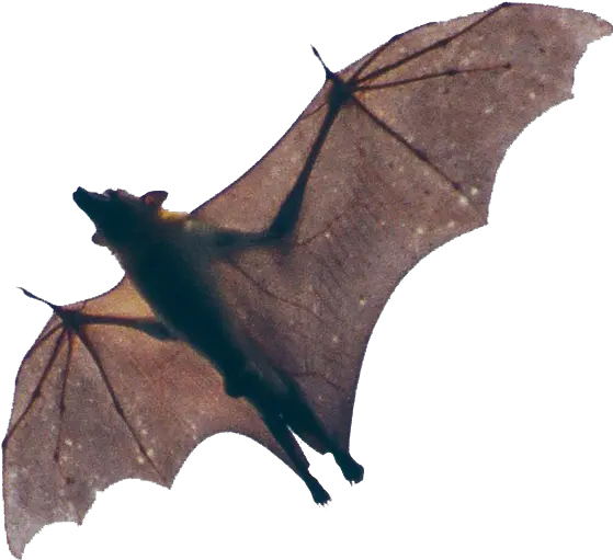 Fruit Bat Png 5 Image Mess With The Bat Bat Transparent Background