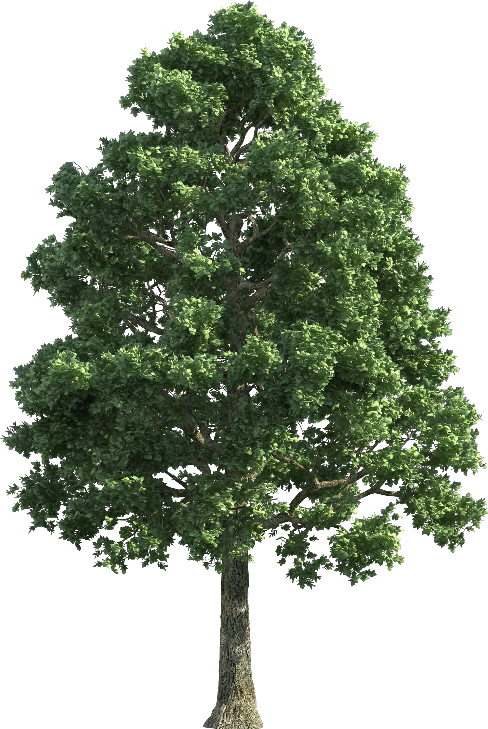 Image Result For Trees Png Background