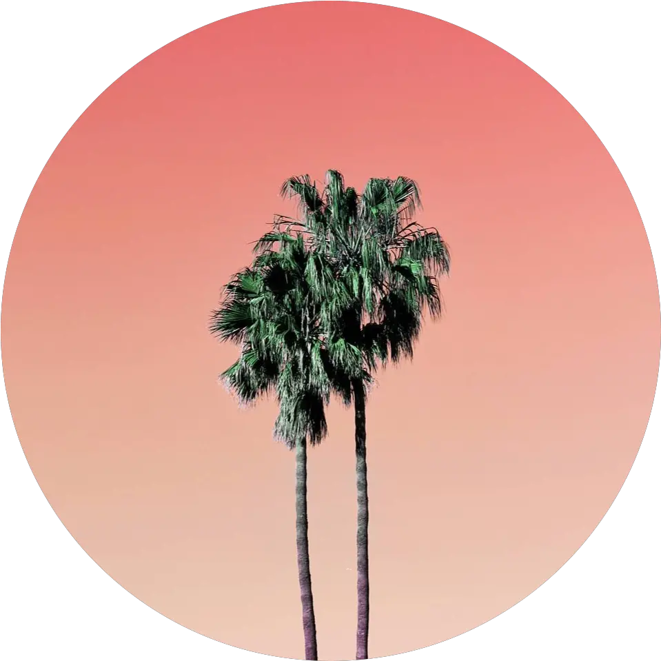 Orange Palm Trees Tree Sticker By U2022real Hot Boy Shitu2022 Aesthetic Profile Pictures Palm Trees Png Palm Tree Icon png