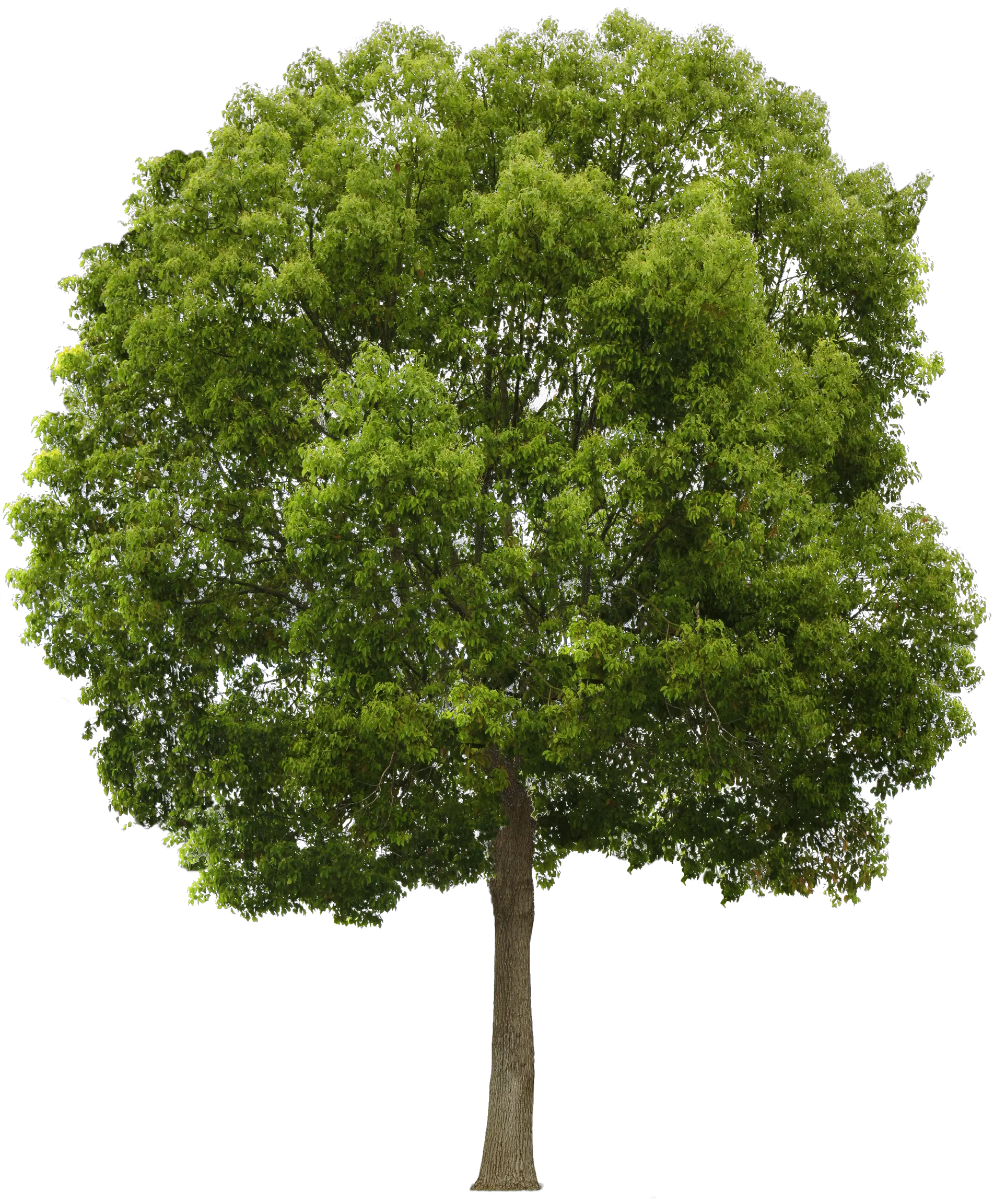 Free Trees Background Png Download Tree Png Front View Trees Background Png