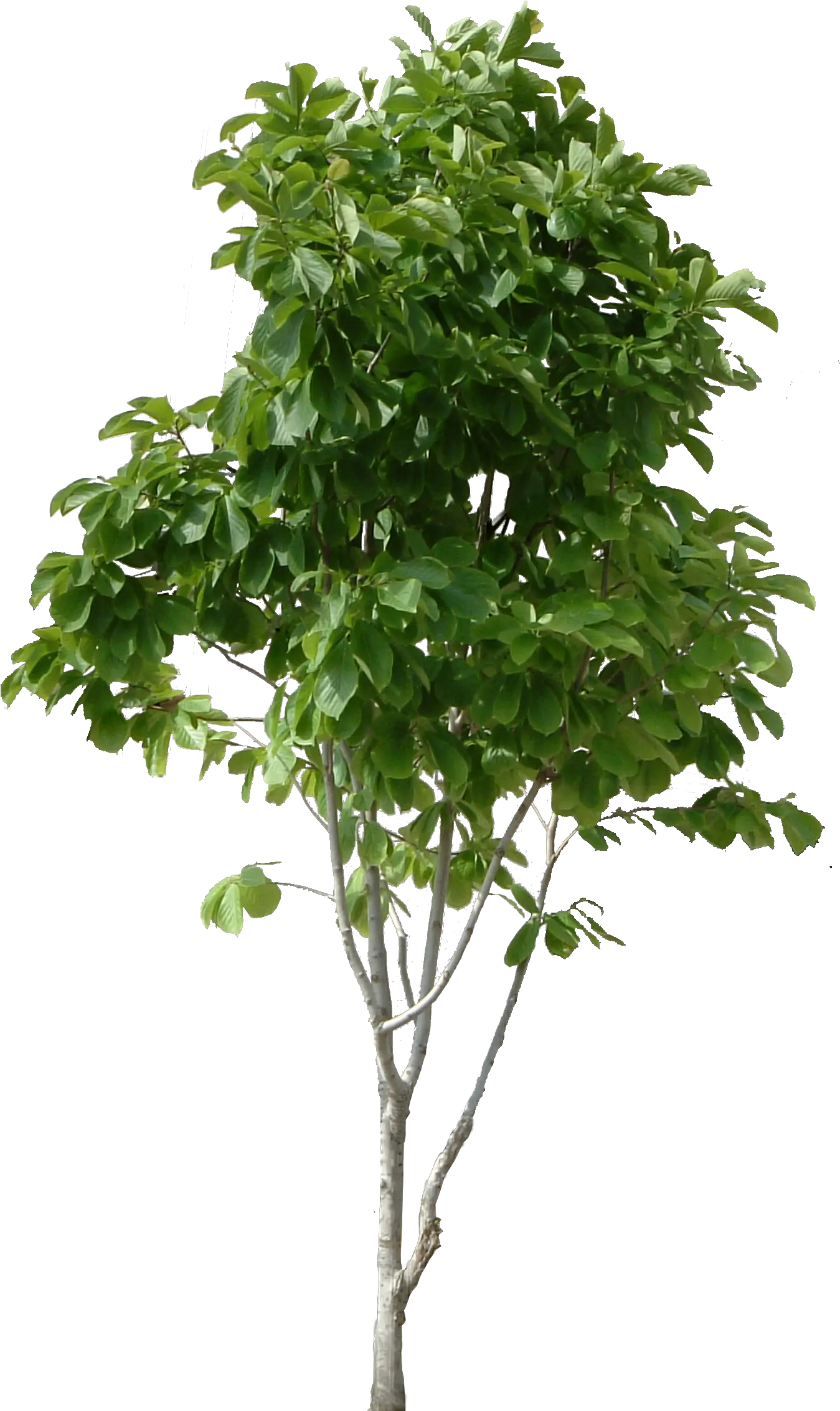 Tree Transparent Background Small Tree Png Transparent Trees Background Png