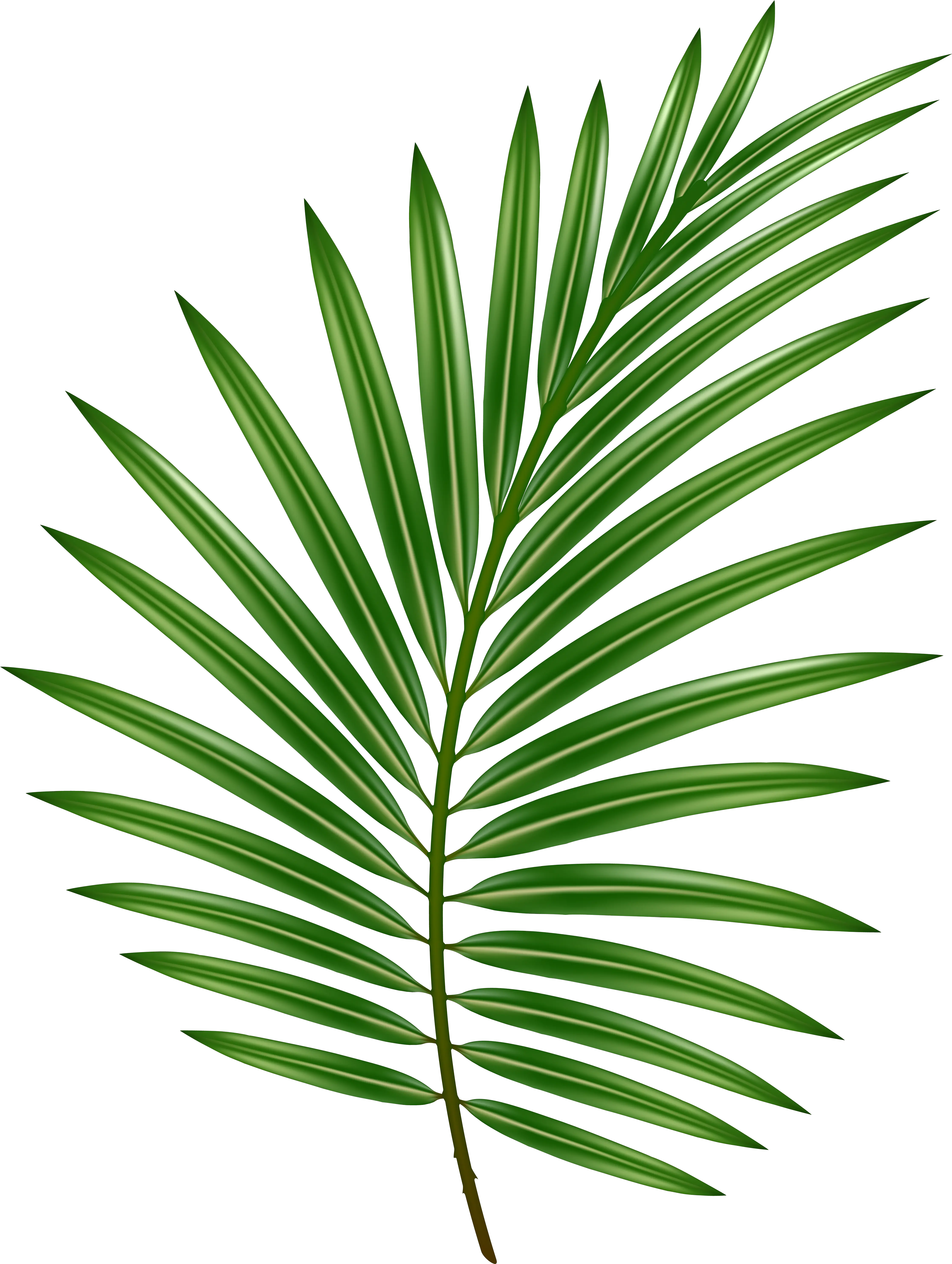 Palm Leaf Transparent Png Image Palm Leaf Transparent Background Leaf Transparent Background png