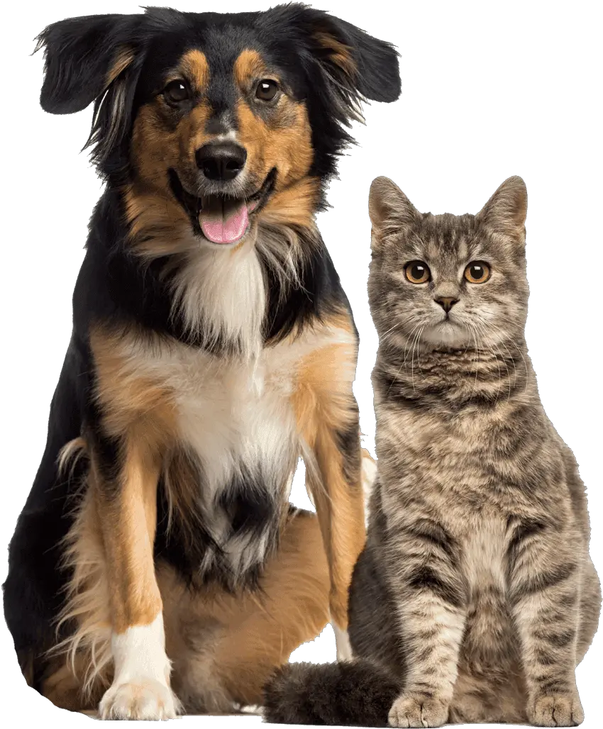 Clear Creek Animal Hospital Transparent Cat And Dog Png Dogs Transparent