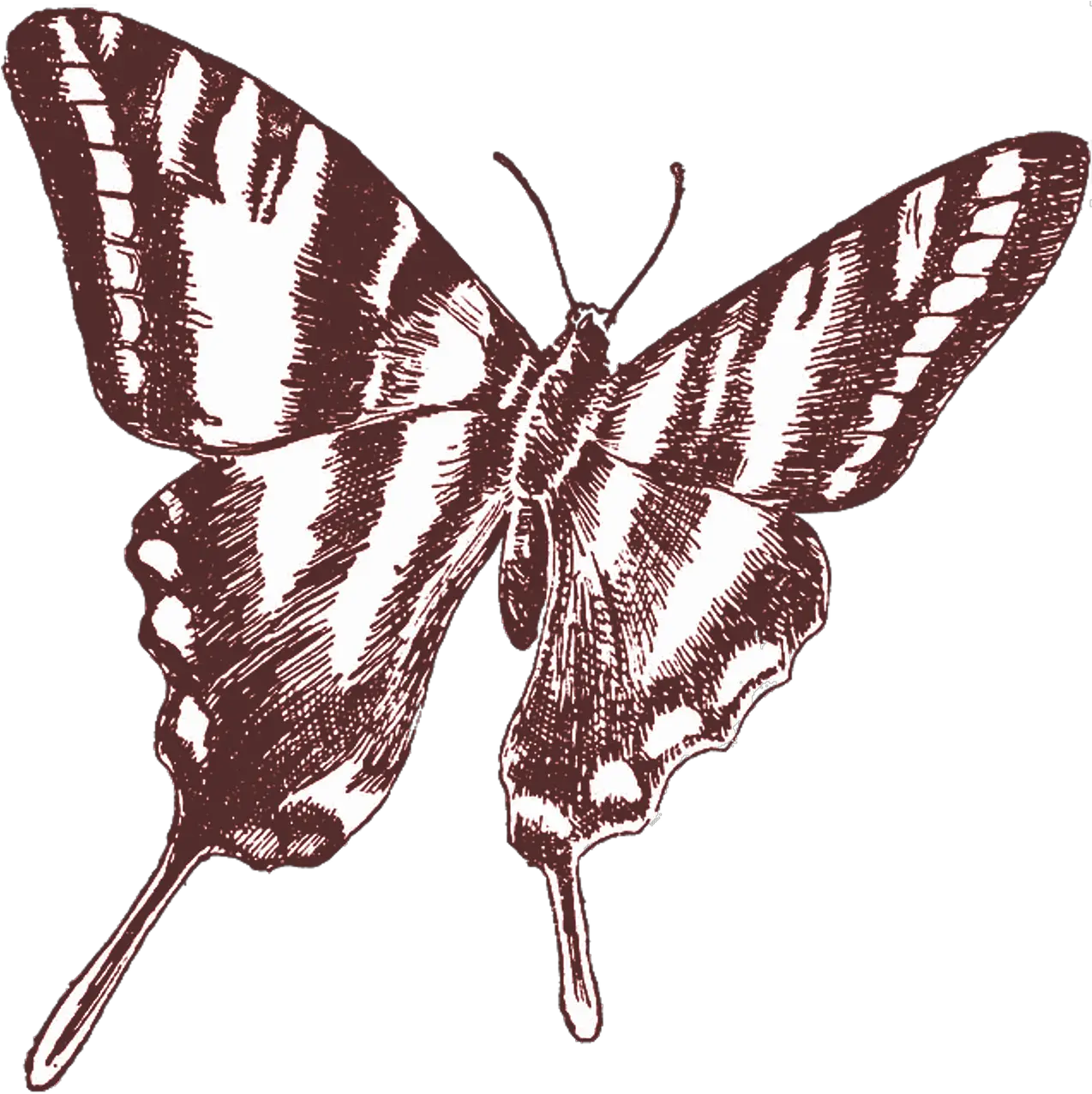 Butterflyvintagedrawingtransparentbackground Free Transparent Butterfly Line Art Png Moth Transparent Background