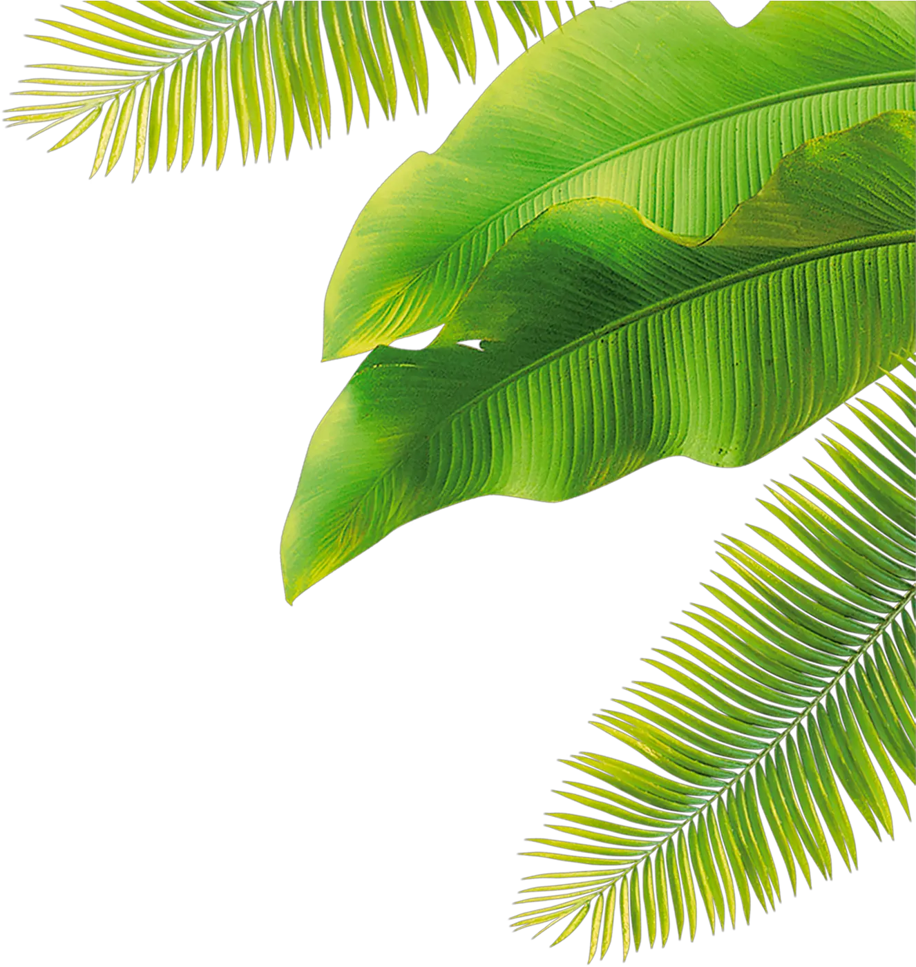 Leaf Size Palm Tree Leaf Png Leaf Cartoon Png png