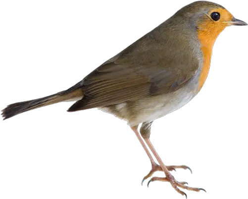 American Robin Png Picture Transparent Background American Robin Png Robin Png