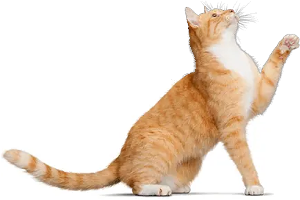 Cute Cats Png Picture Kucing Png Cute Cat Png