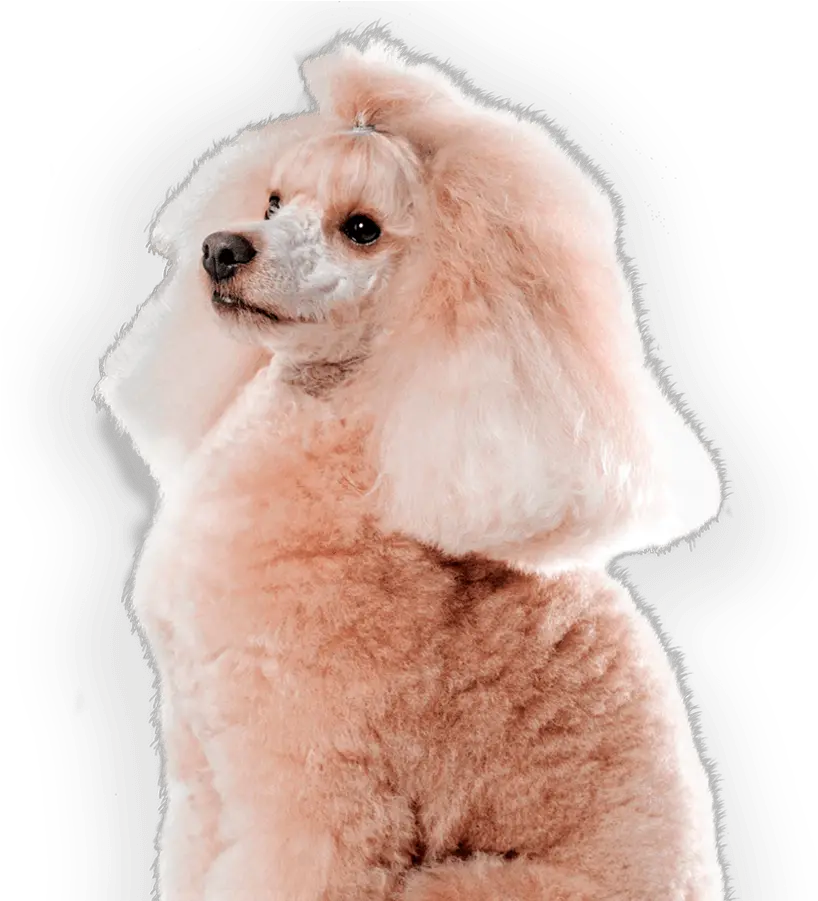 Pet Secret Standard Poodle Png Poodle Png