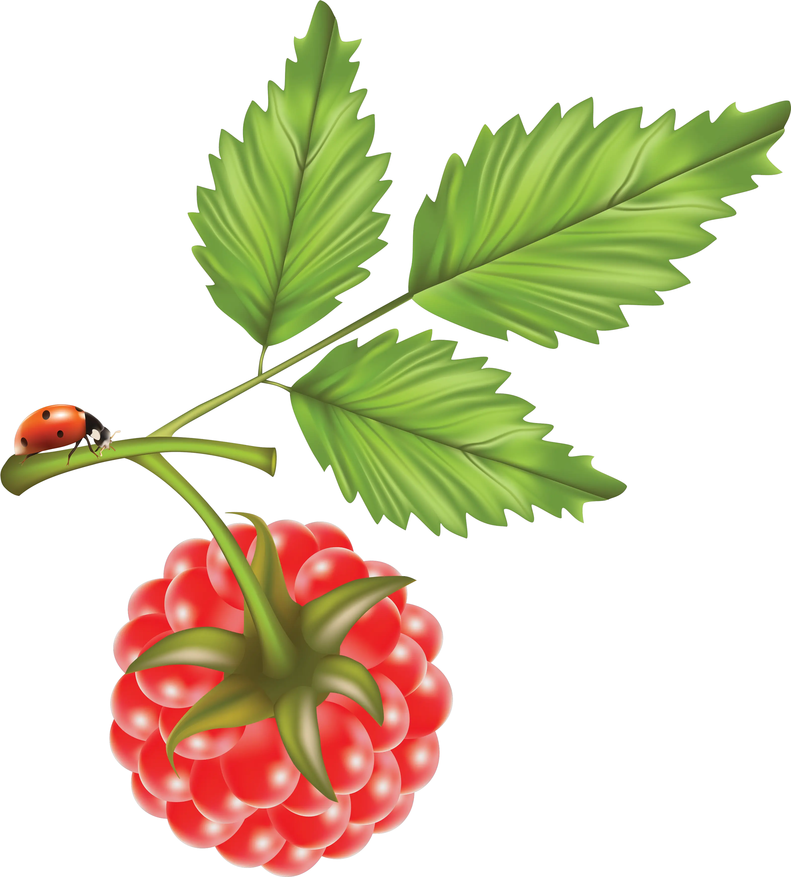 Rraspberry Png Image Raspberry Vector Art Transparent Raspberry Leaves Vector Free Raspberries Png