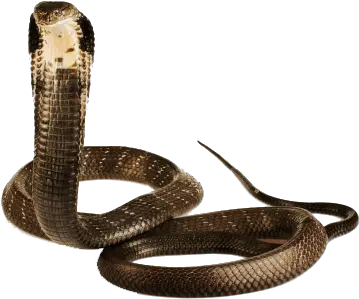 Cobra Snake Png Image King Cobra Venom Snake Png