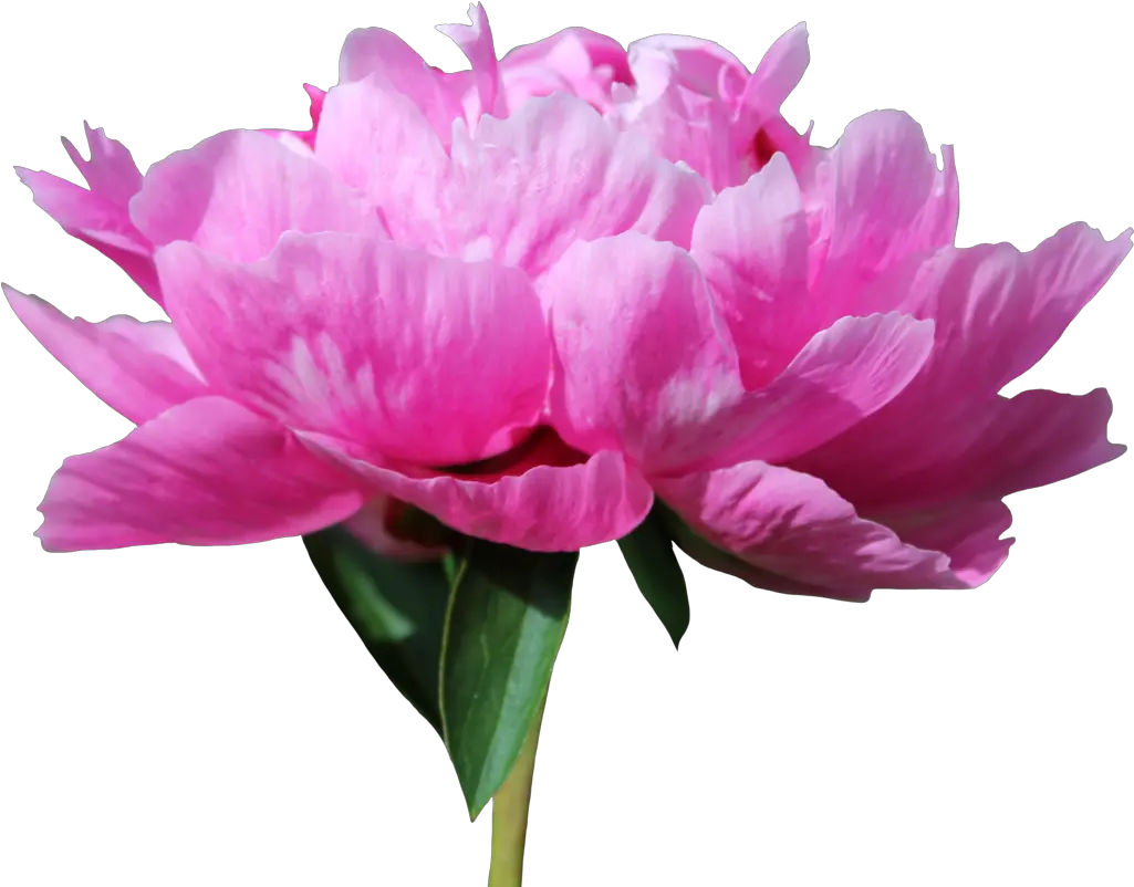 Peony Png 12 By Thy Darkest Hour Peony Peony Transparent