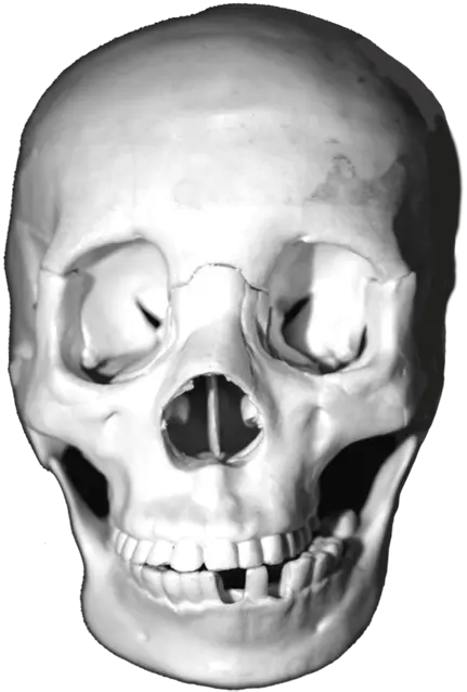 Download Lots Of Skull Images Head Skulls Animal Skull Png Skull Head Png