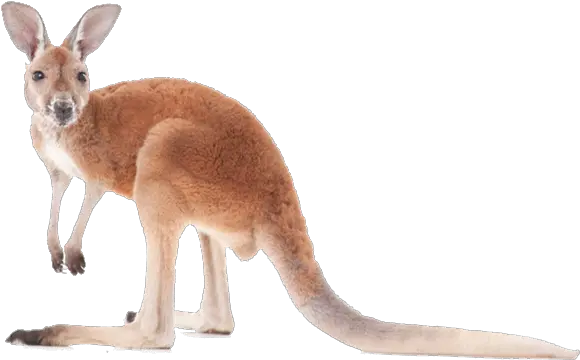 Kangaroo Transparent Image Kangaroo Png Kangaroo Transparent Background