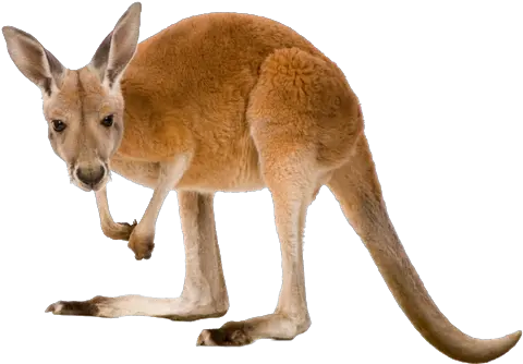 Kangaroo Png Transparent Images Kangaroo Png Kangaroo Transparent Background