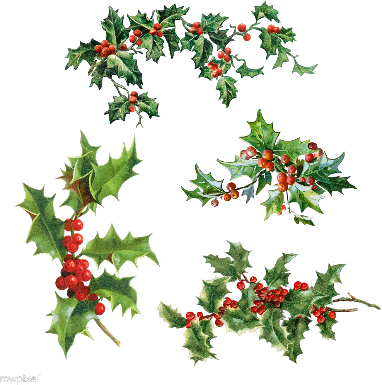 Set Of Holly Leaves With Berries Christmas Leaves Transparent Png Holly Leaves Png