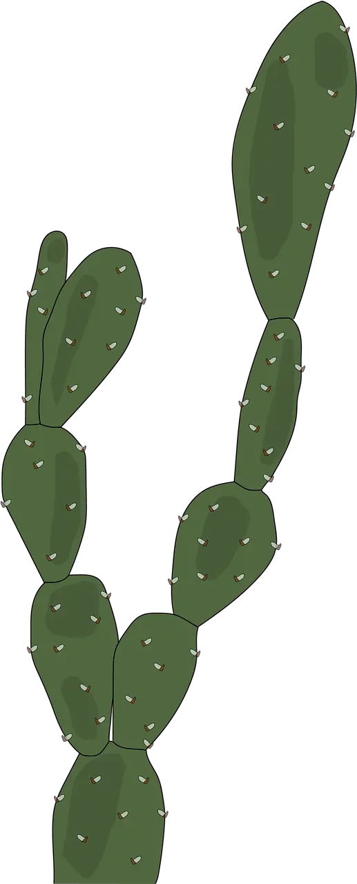 Desert Plants Cactus Green Plantas Del Desierto Png Desert Plant Png