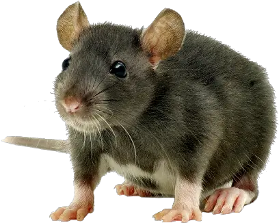 Boarding For Hamsters Rats U0026 Mice Mouse Png Rats Png