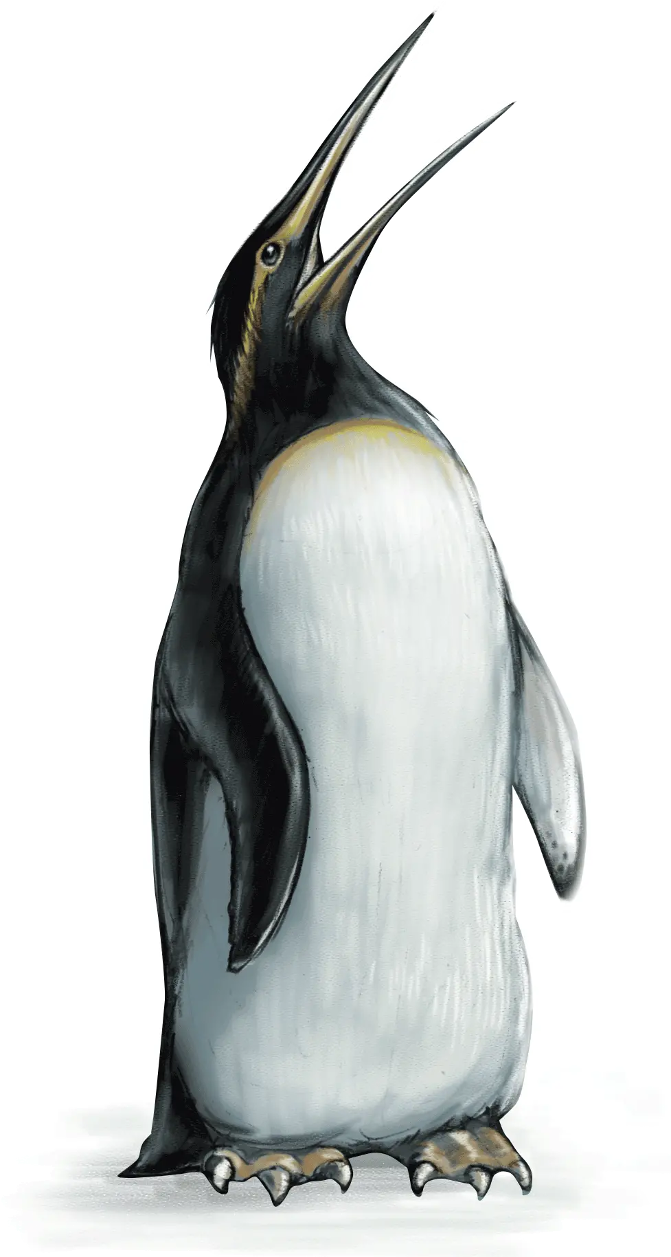 Penguin Emperor Penguin Full Size Png Download Seekpng Emperor Penguin Transparent Emperor Palpatine Png