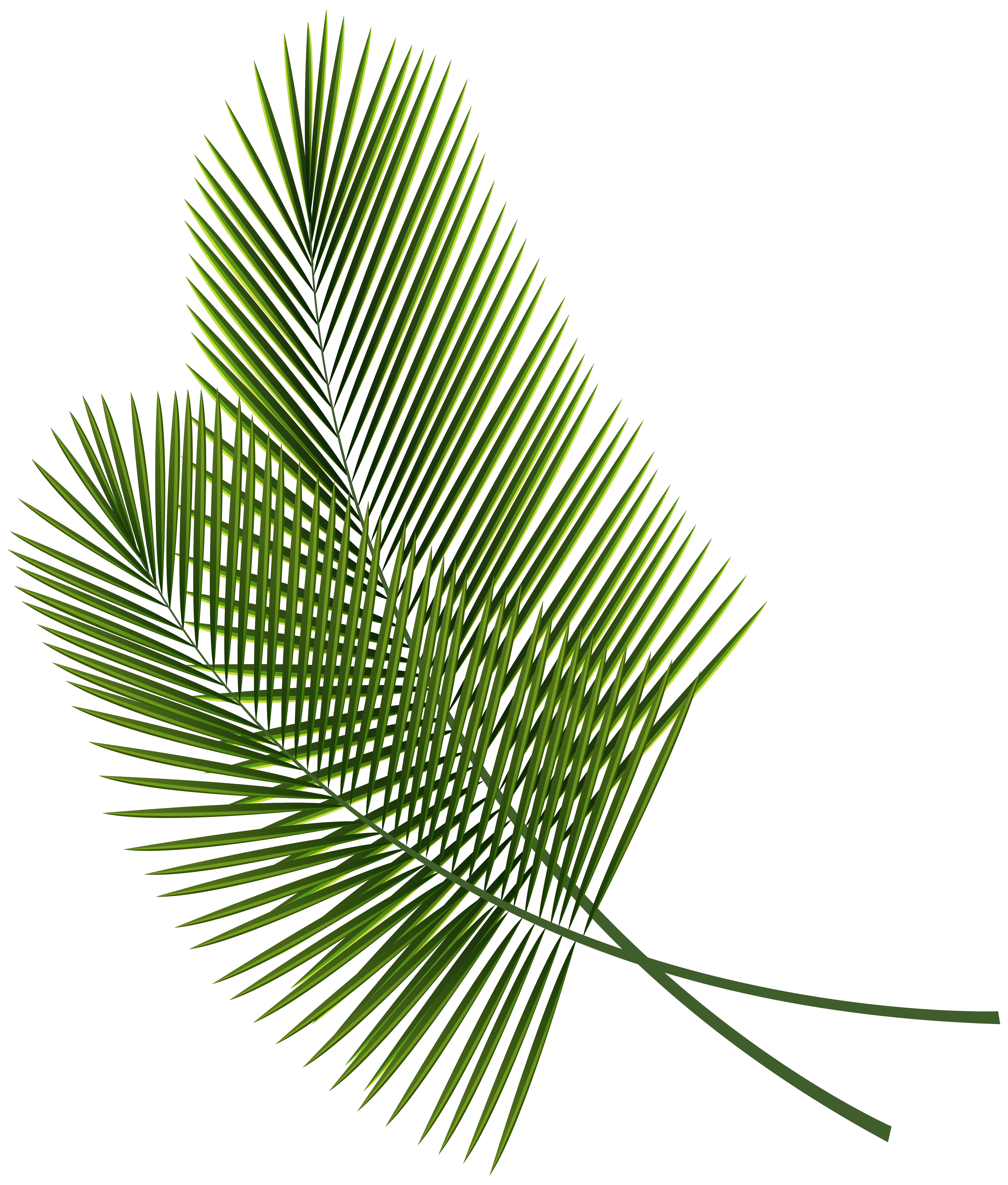 Download Tropical Leaves Clipart Image Tropical Leaves Tropical Leaves Png Leaves Clipart Png