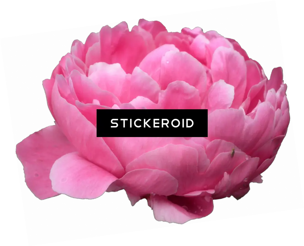Download Peonies Flowers Peony Peonies Transparent Png Peony Png