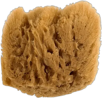 Natural Sponge Transparent Png Stickpng Esponjas Png Sponge Png