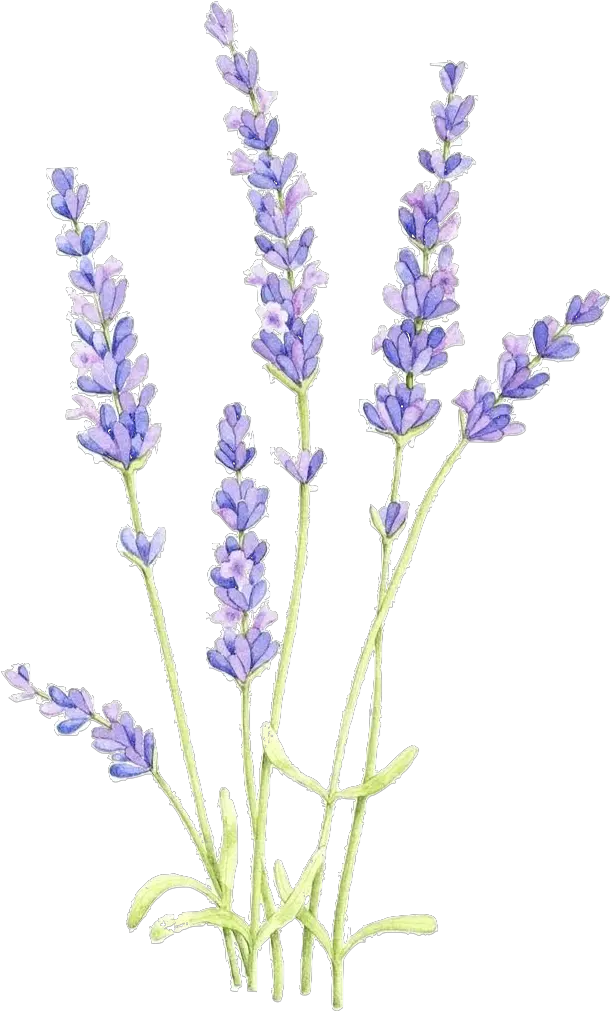 Lavender Flowers Stickeru0027 Sticker By Olivia Lieu Flower Lavender Flower Drawing Png Flower Drawing Png png