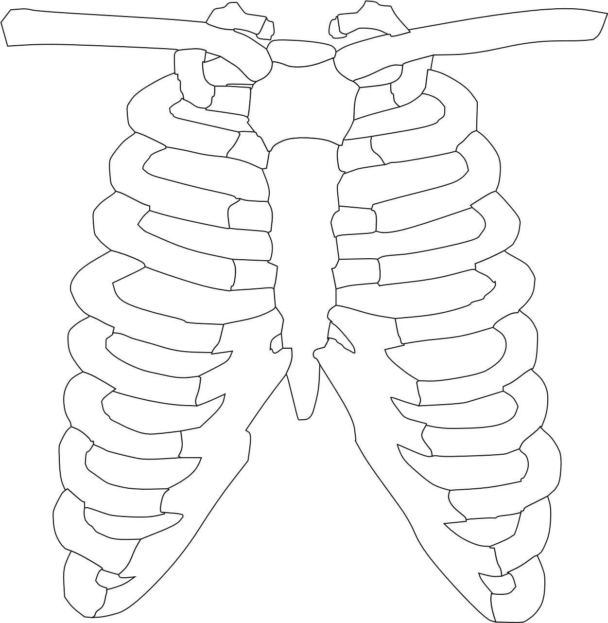 Library Of Back Rib Cage Skeletal Clip Black And White Clipart Of X Ray Png Cage Transparent