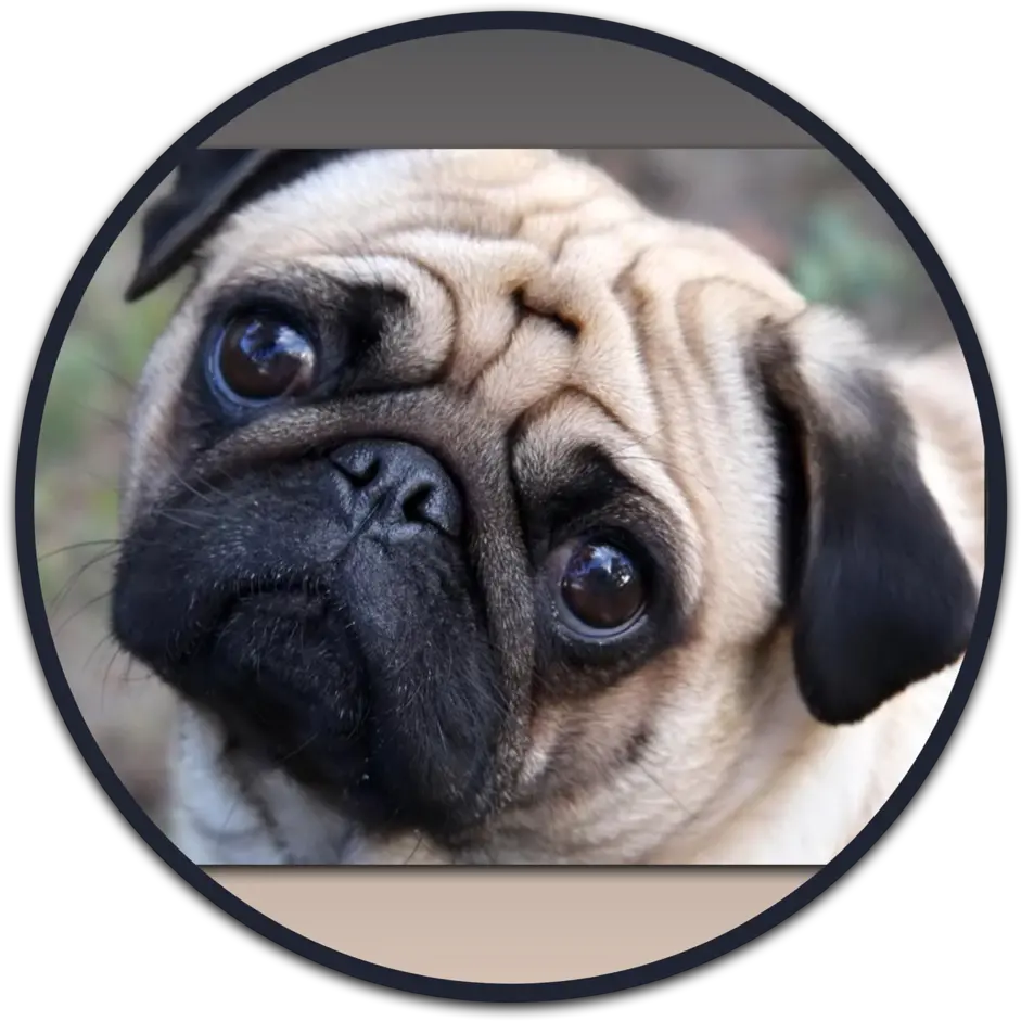 Heaven Sent Puppies Adorable Pug Png Icon