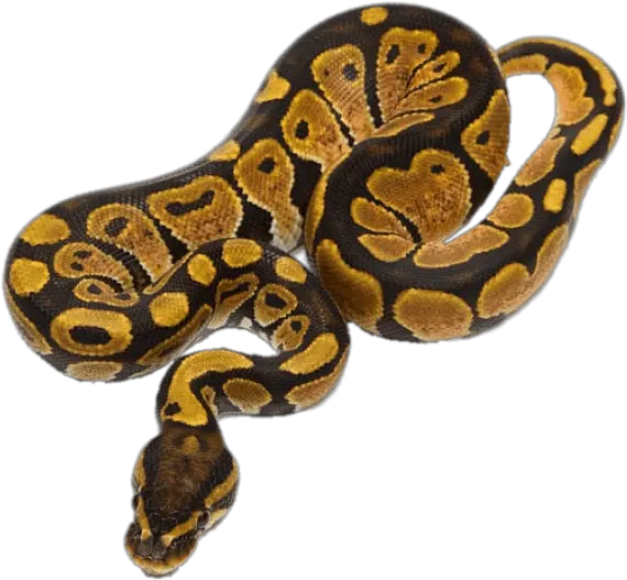 Ball Python Transparent Png Ball Python Snake Transparent Background Python Png