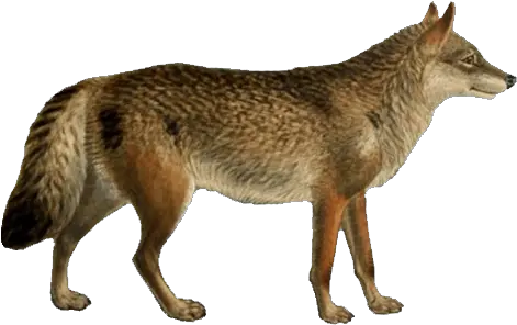 Dogs Jackals Wolves And Foxes Simple Phylogenetic Tree Dogs Png Dogs Png