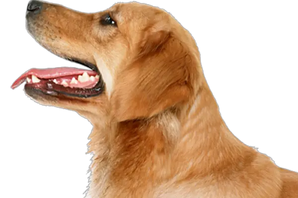 Dogs Icon Png Perros Sin Fondo Png Free Dogs Png