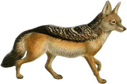 Filedogs Jackals Wolves And Foxes Plate Xiipng Black Backed Jackal Png Dogs Png