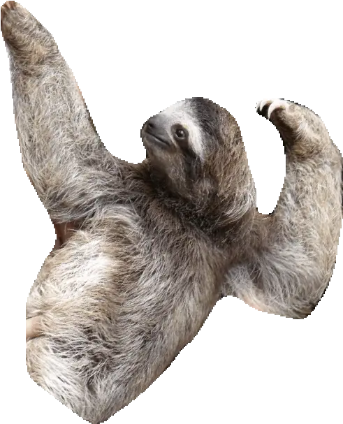 Sloth Clipart Transparent Sloth Gif No Background Png Sloth Transparent Background