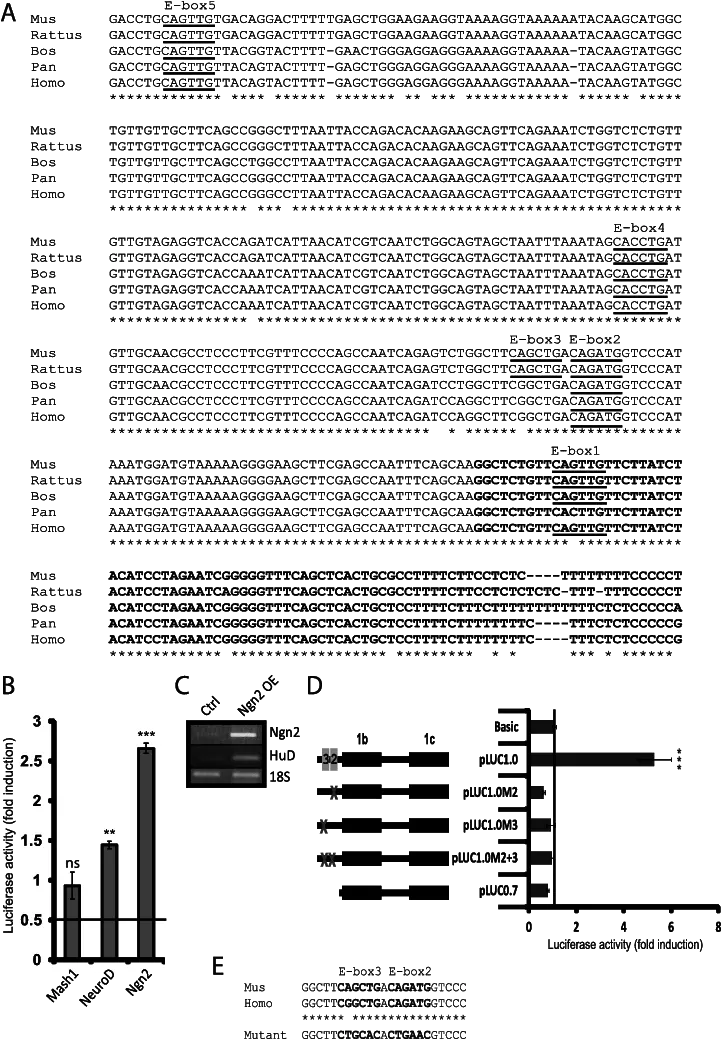 Ngn2 Promotes Reporter Activity Via Two E Boxes In The Hud Document Png Hud Png