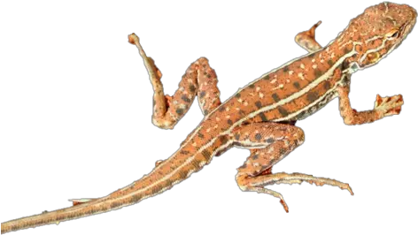 Download Transparent Desert Lizard Clipart Png Lizard Transparent