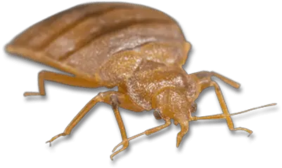 Large Bed Bug Transparent Png Stickpng Free Png Image Bugs Png