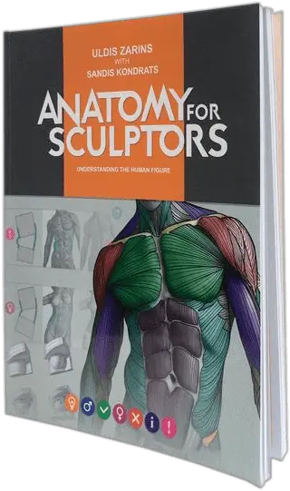 Anatomy For Sculptors Understanding The Human Figure Paperback Anatomy Book For Sculptor Png Human Figure Png