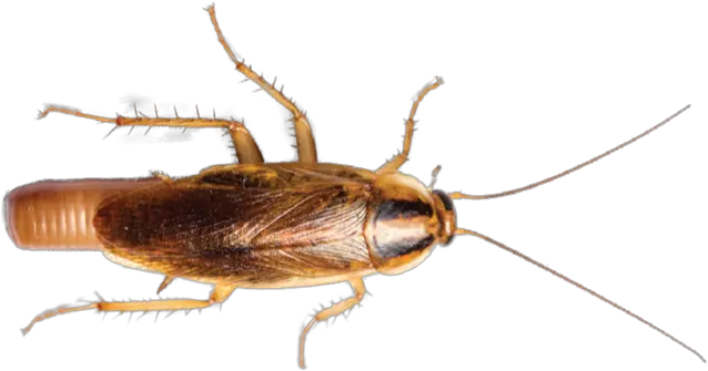 Bug Bombsu0027 Ineffective Pct Cockroach Png Cockroach Png