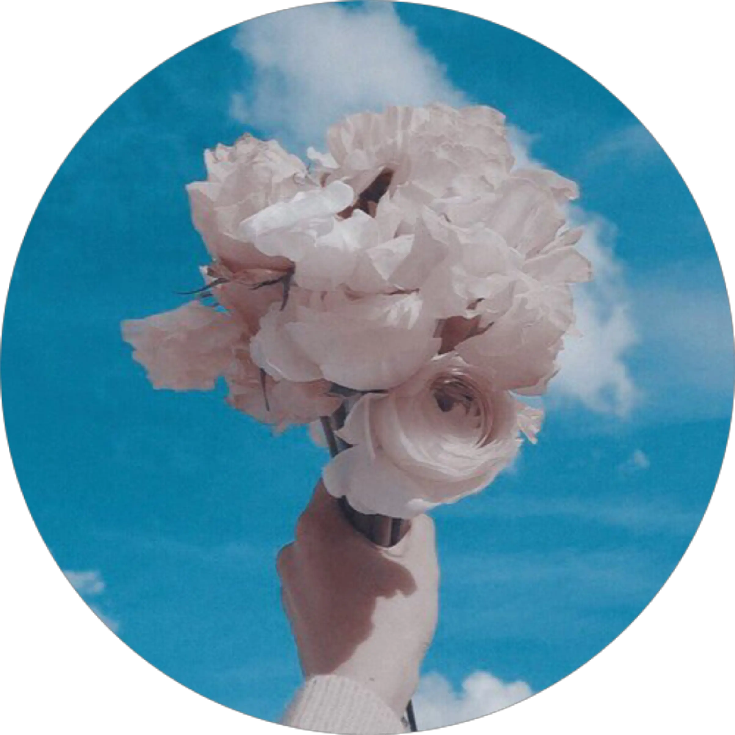 Whiterose Bluesky Aesthetic Background Tumblr Roundobje Background Aesthetic Sky Blue Png White Rose Transparent Background