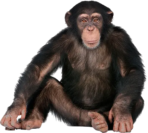 Png Background Monkey Png Monkey Transparent Background