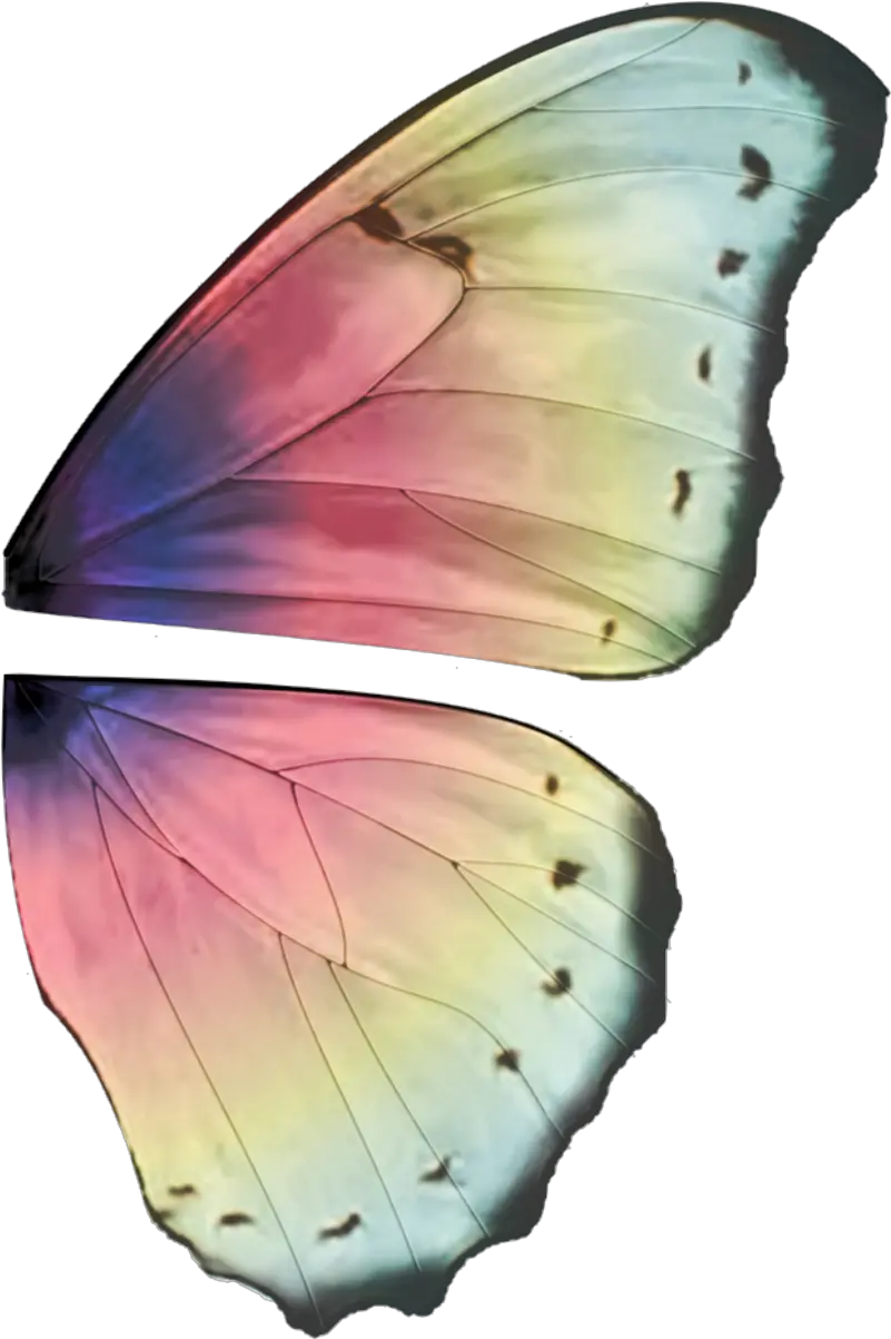 Ali Farfalla Png 9 Image Butterfly Wings Transparent Background Ali A Png