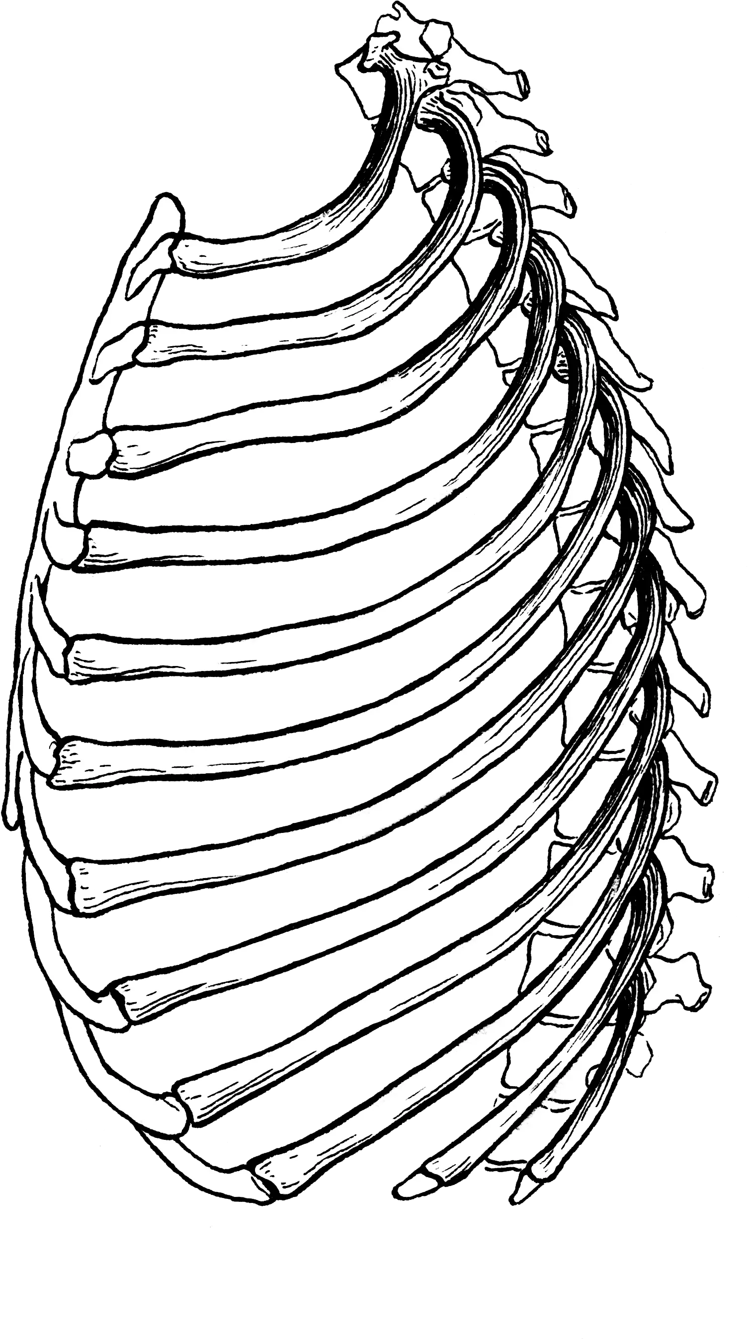 Filerib Cage Psfpng Wikimedia Commons Animal Rib Cage Drawings Cage Png